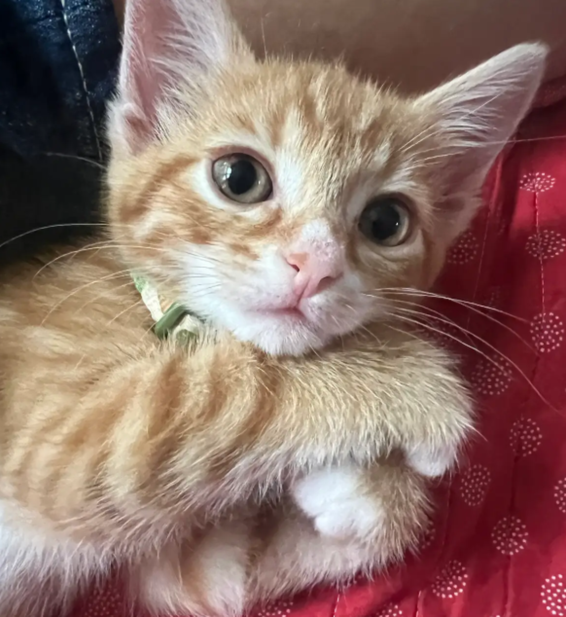 Percy, one of the finalists in the News & Observer’s cutest cat contest.