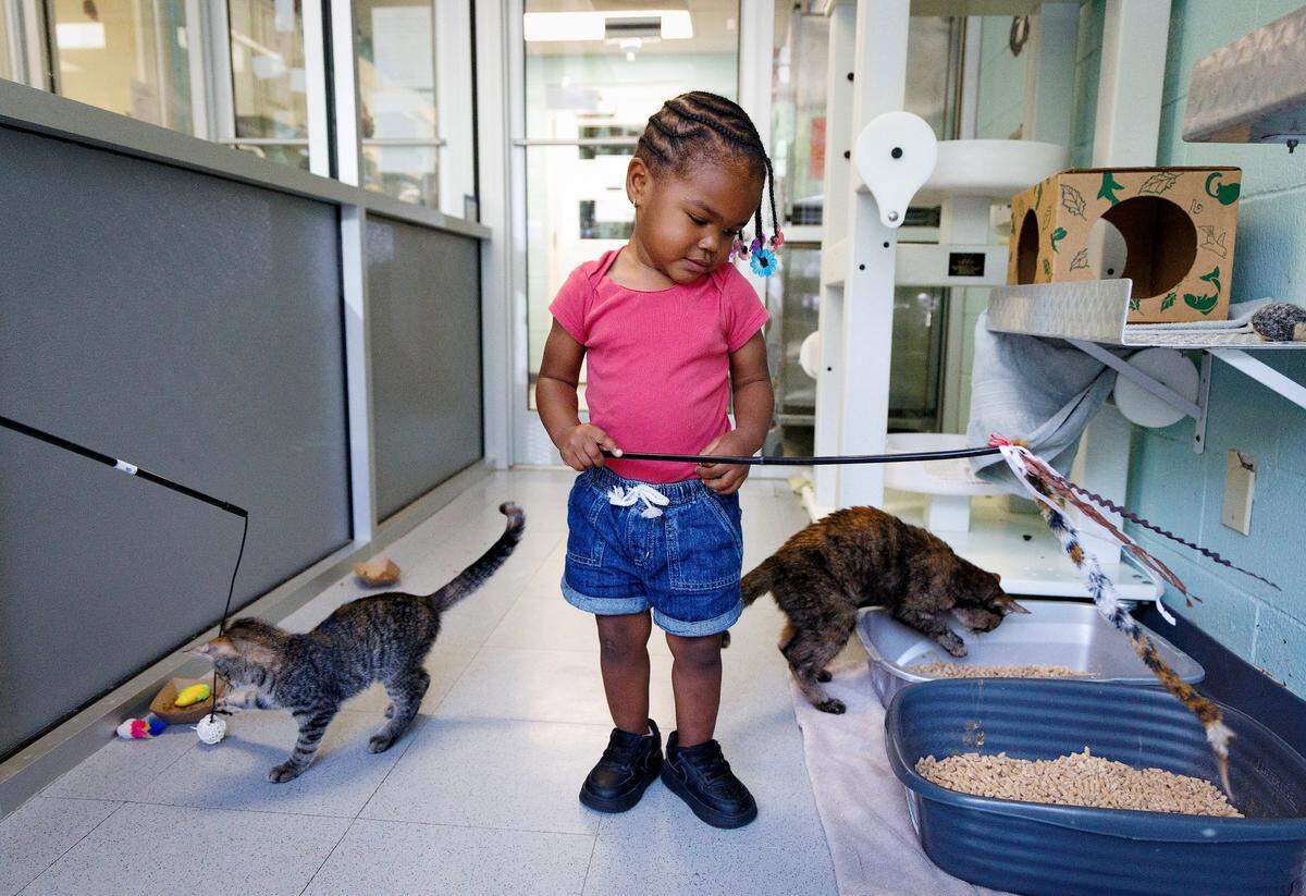 Ka’mora, 2, plays with cats while visiting the Animal Protection Society of Durham with her mother Jasmine Thorpe on Tuesday, July 1, 2025.