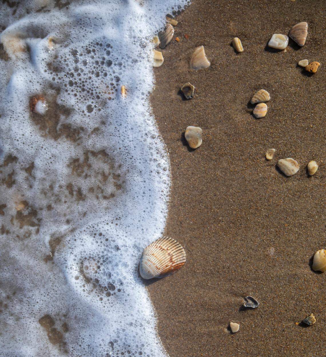 Seashells litter the shoreline of the Cape Hatteras National Seashore near the Cape Hatteras Lighthouse Thursday, May 19 2022.