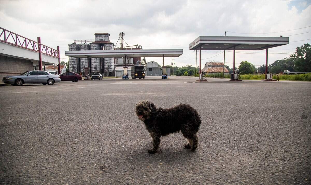 A stray dog roams a gas station parking lot in the unincorporated community of Dudley, NC on Monday August 10, 2020. The majority minority 28333 zip code, which includes Dudley, has a coronavirus infection rate higher than the Wayne county average and has one of the largest changes in infection rates during the period from May 22 to July 13.