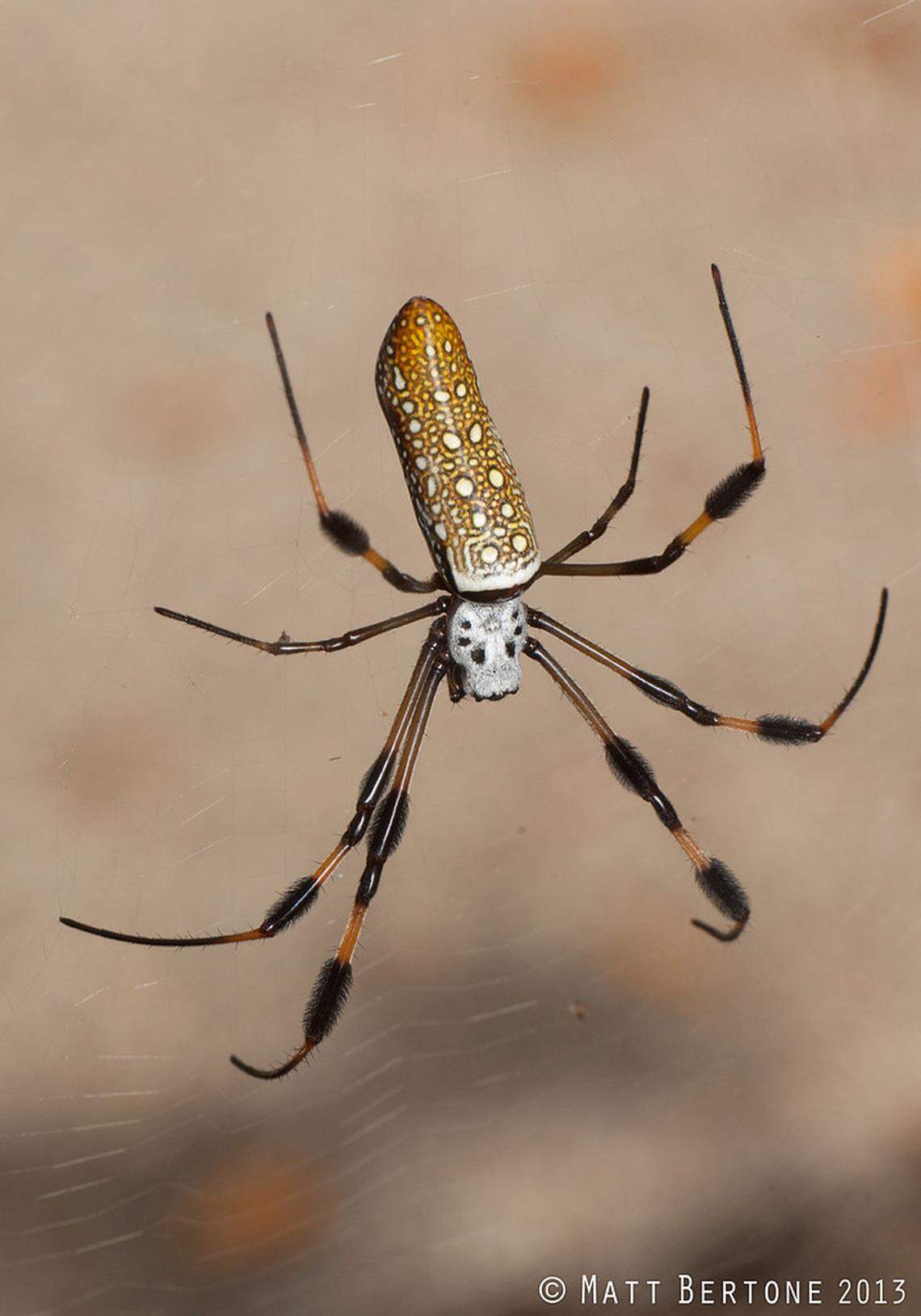 Golden silk spiders “have a largely reddish yellow abdomen with circular patterns as well as tufts of hairs on their legs (like leg warmers),” Bertone said.