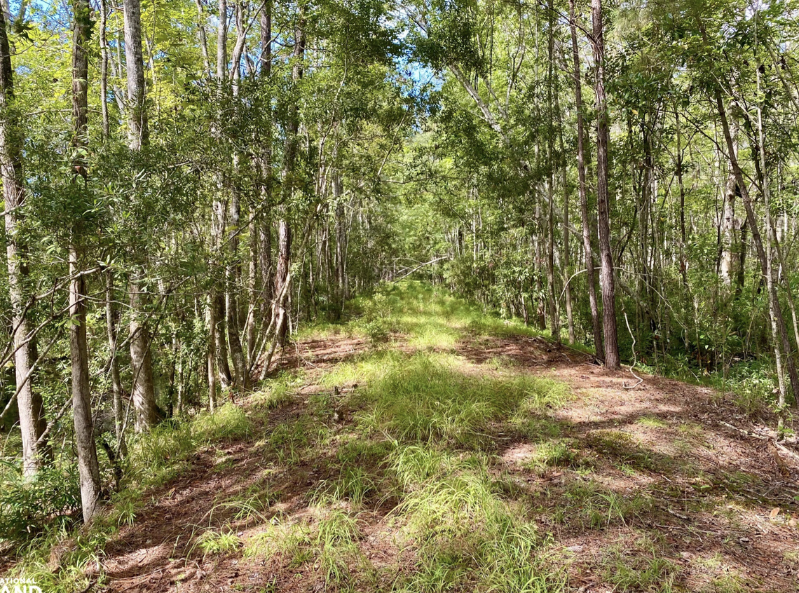 For sale: Roper Island is a mix of swamp, marsh, pocosin, and dense coastal forest in Hyde County, near the Alligator River and Pamlico Sound.