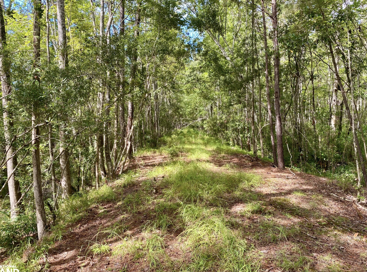 For sale: Roper Island is a mix of swamp, marsh, pocosin, and dense coastal forest in Hyde County, near the Alligator River and Pamlico Sound.