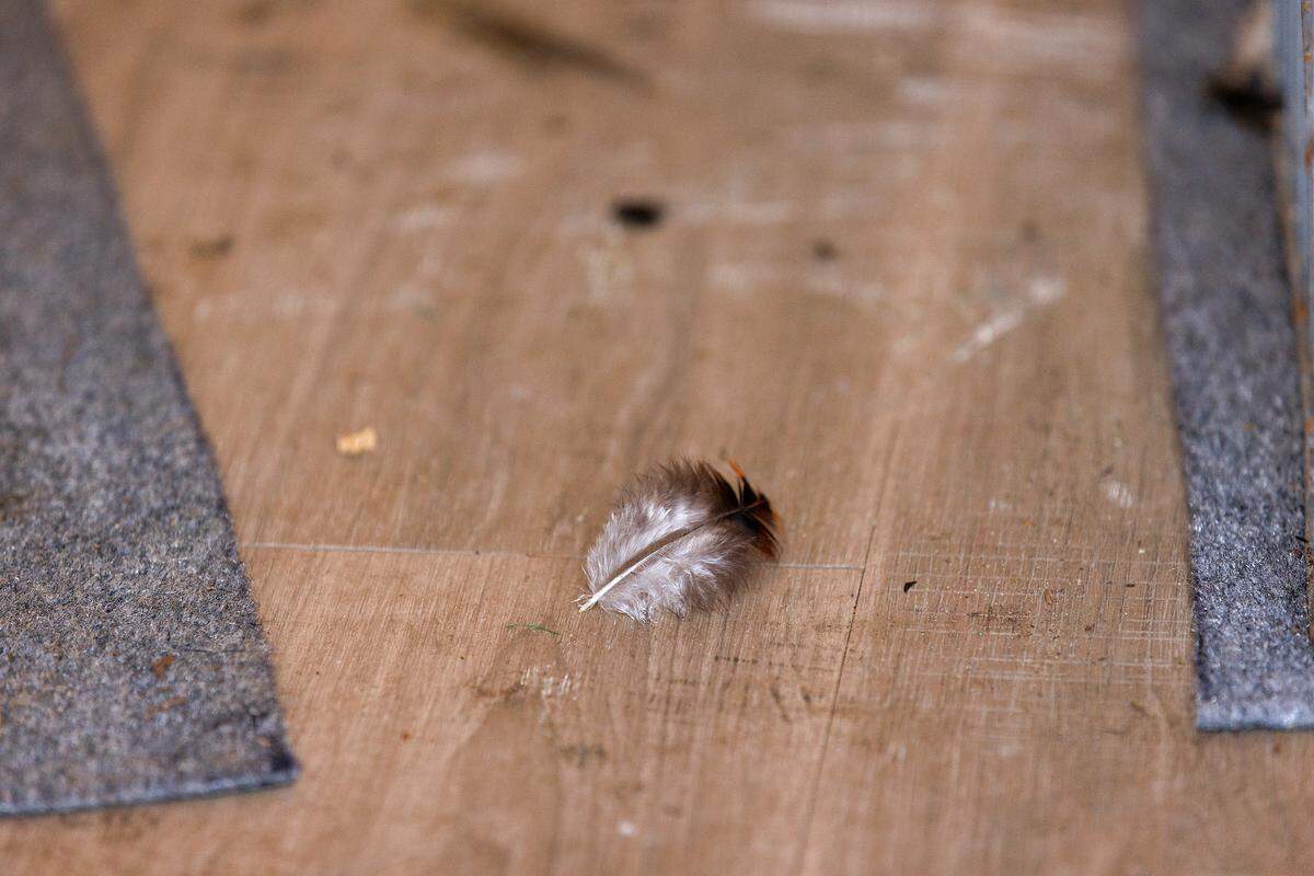 A feather rests inside of a trailer obtained from the scene of a July 27th bust of a cockfighting operation, as viewed at the Granville County Law Enforcement Center on Wednesday, July 31, 2024, in Oxford, N.C.