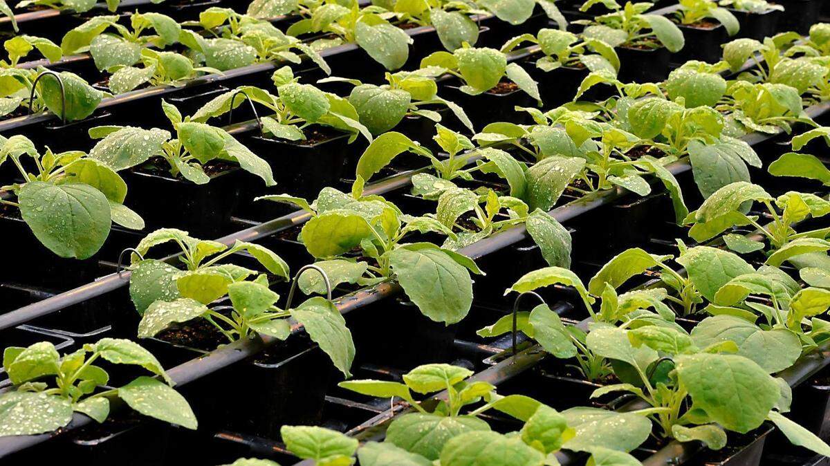 Rows of a strain of tobacco native to Australia incubate in Medicago’s facility in Research Triangle Park, in this file photo from 2011. The company and GlaxoSmithKline have developed a plant-based COVID-19 vaccine.