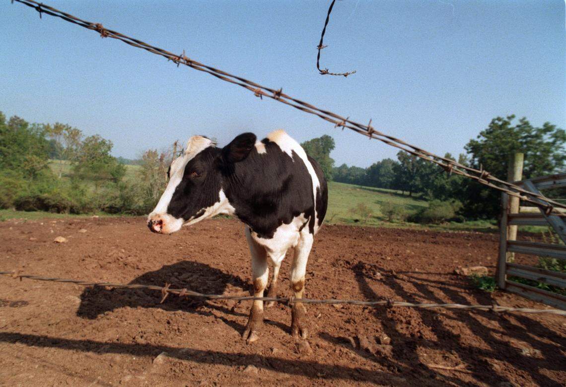 This file photo shows a cow in Chapel Hill. A North Carolina cattle thief finally had his (cow) bell rung in a federal courtroom in Statesville on Friday, Aug. 2, 2024.