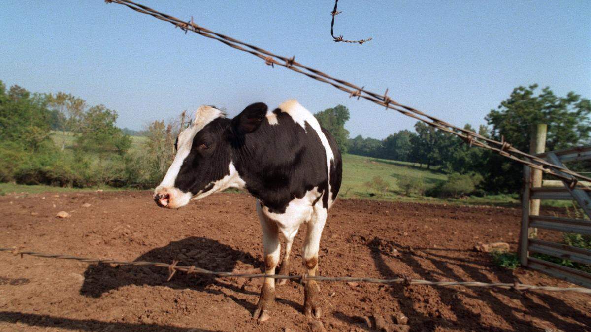 A Mount Airy man has pleaded guilty in a scheme to steal cows in North Carolina and Virginia and sell them in Texas and Oklahoma. File photo.
