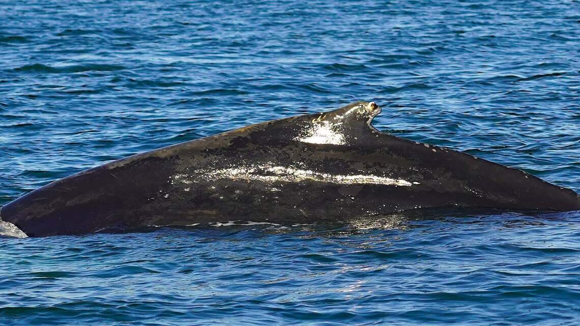 A humpback whale migrating south stops for lunch off the NC coast