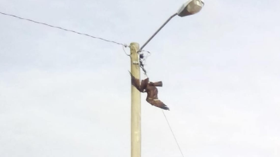 An osprey hit a utility pole in the eastern North Carolina town of Weldon and then got stuck, police say.
