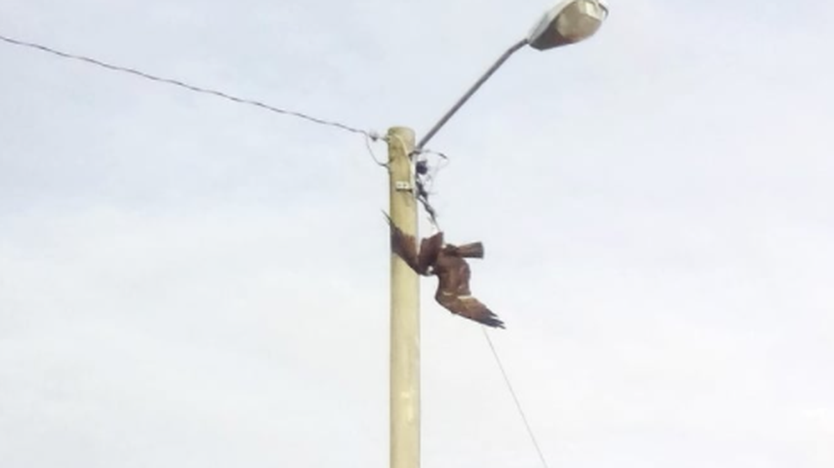 An osprey hit a utility pole in the eastern North Carolina town of Weldon and then got stuck, police say.