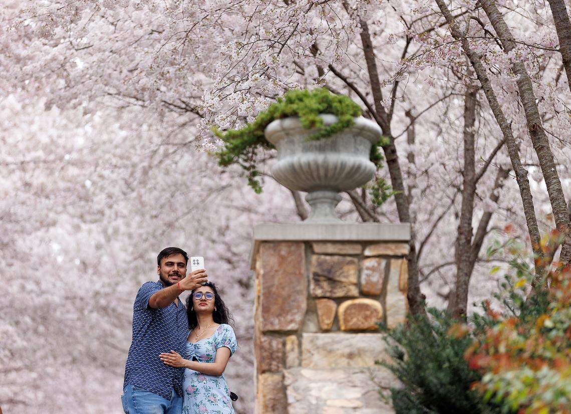 Shraddha and Vishal Patel take photos with blooming Yoshino cherry trees at Duke Gardens on Friday, March 15, 2024, in Durham, N.C.