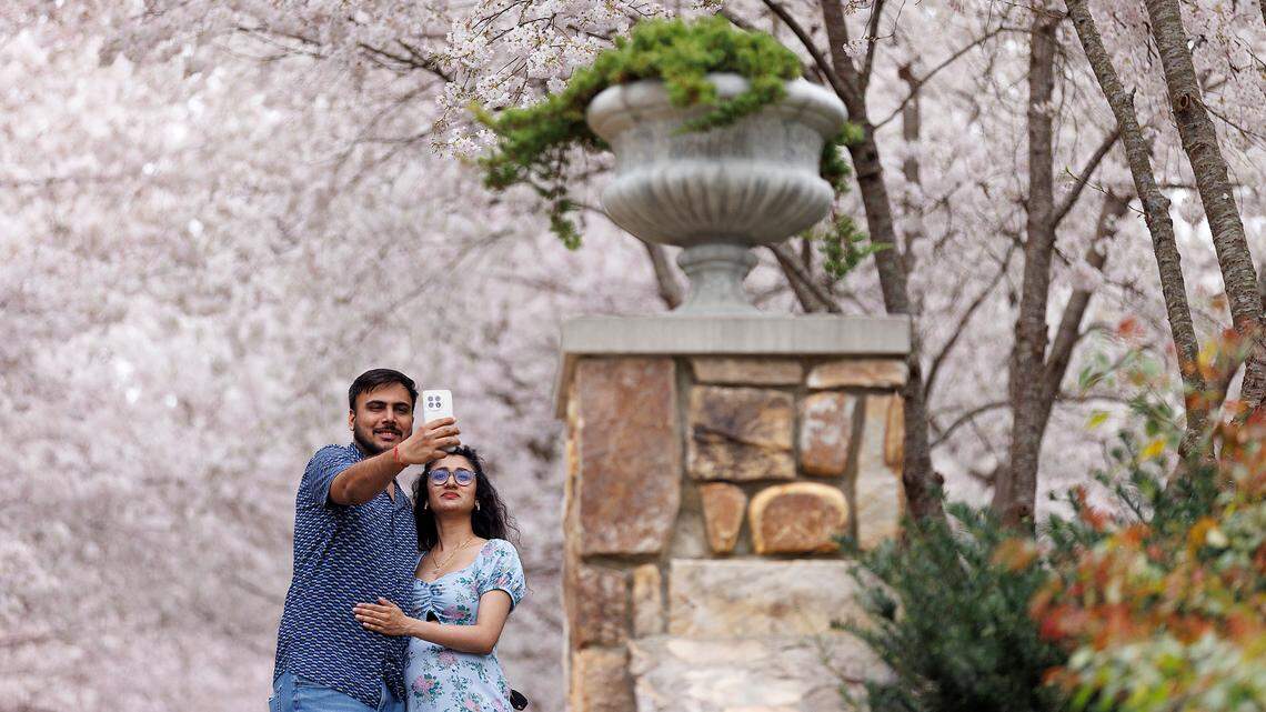 When will Duke Gardens’ cherry blossoms bloom? Here’s what to know about visiting