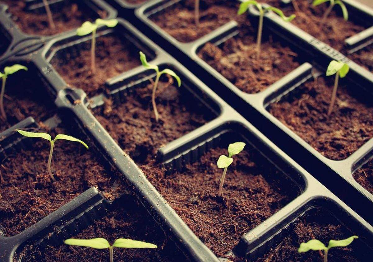 Start tomato seedlings now and they’ll be ready to plant by early May.