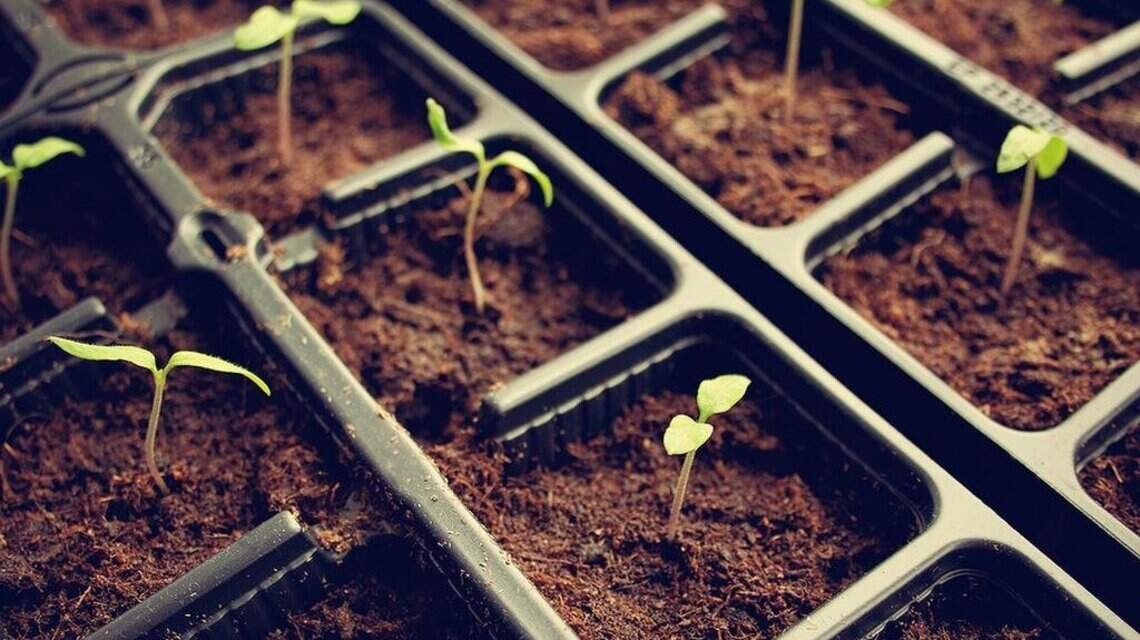 Gardening Guide: How to use seeds to start growing a warm-weather garden