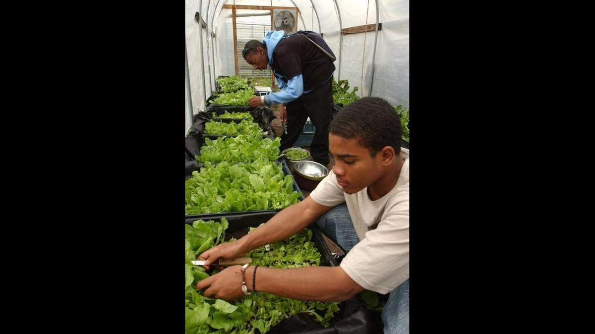 Teenage DIG (Durham Inner-City Gardeners) members Fabian Burch, 16, above, and Markyse Smallwood, 17, below, harvest young mixed lettuce leaves by hand in the SEEDS hoop house in 2013. Lettuce is one of the many crops of fall in the Piedmont.
