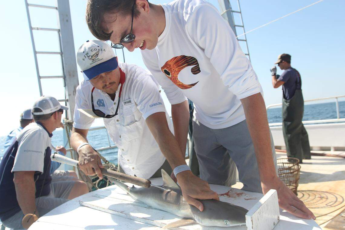 PhD candidate Martin Benavides shows N.C. State undergrad Connor Neagle how to tag a shark.