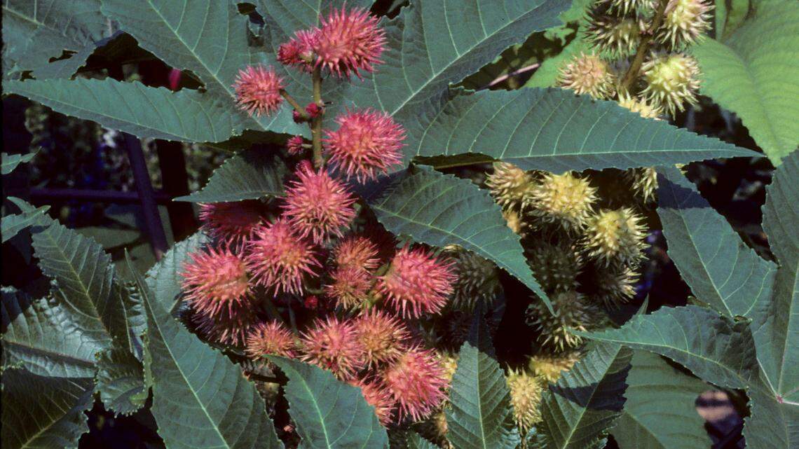 Castor Bean is cultivated as an ornamental, but has escaped into various habitats. If ingested, it is likely to cause death in humans.