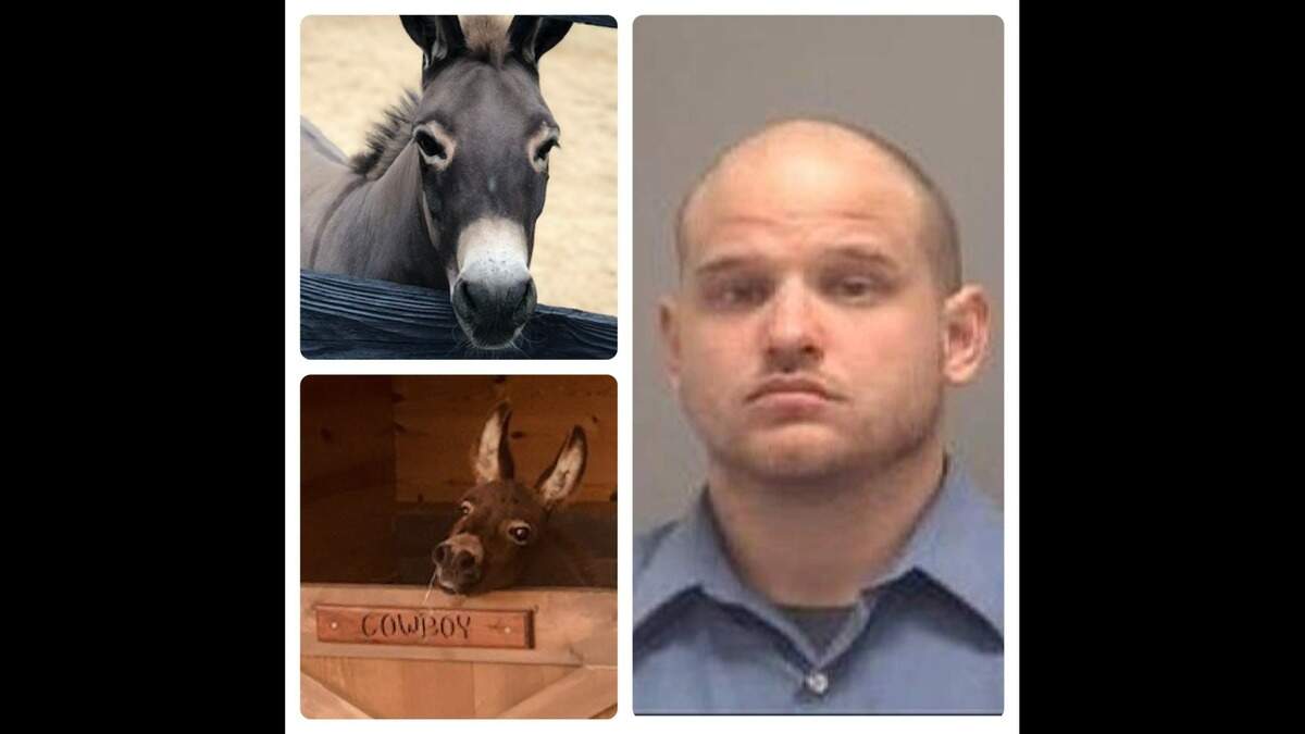 Nicholas “Nick” Blalock, right, is charged with animal cruelty for allegedly shooting “Cowboy,” the donkey, and leaving him for dead in his stall near Apex in late February.