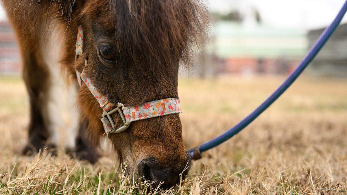 Mocha grazes before heading home from NC State