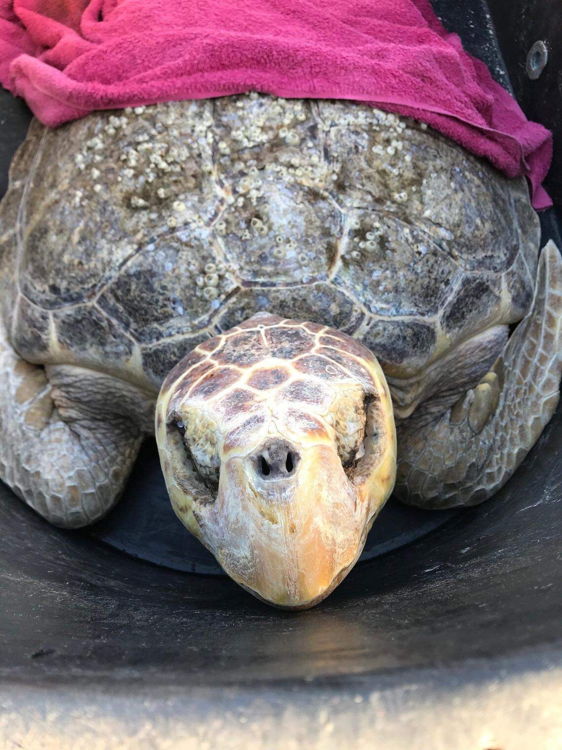 A sea turtle packed carefully in a container with a blanket on its way to be released back into the Atlantic Ocean by the U.S. Coast Guard and conservation groups.