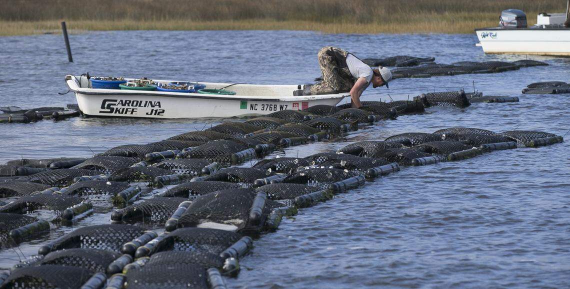 Joe Harned works to harvest mature oysters from the Morris Family Shellfish Farms on November 9, 2018 in Sea Level, N.C. 