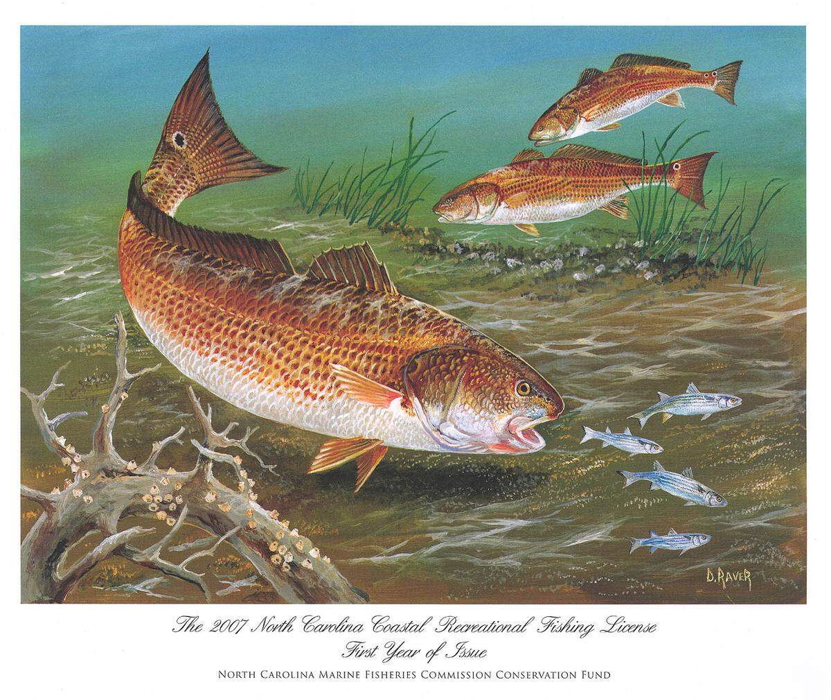 Duane Raver Jr. drew this scene that the N.C. Marine Fisheries Commission sold as a signed print to commemorate the launch of the state’s first coastal recreational fishing license in 2007.