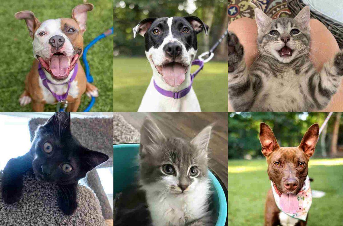 Wake County Animal shelter is full of adoptable pets, dogs, cats and puppies. The shelter will begin euthanizing the pets. How to adopt a dog, cat.