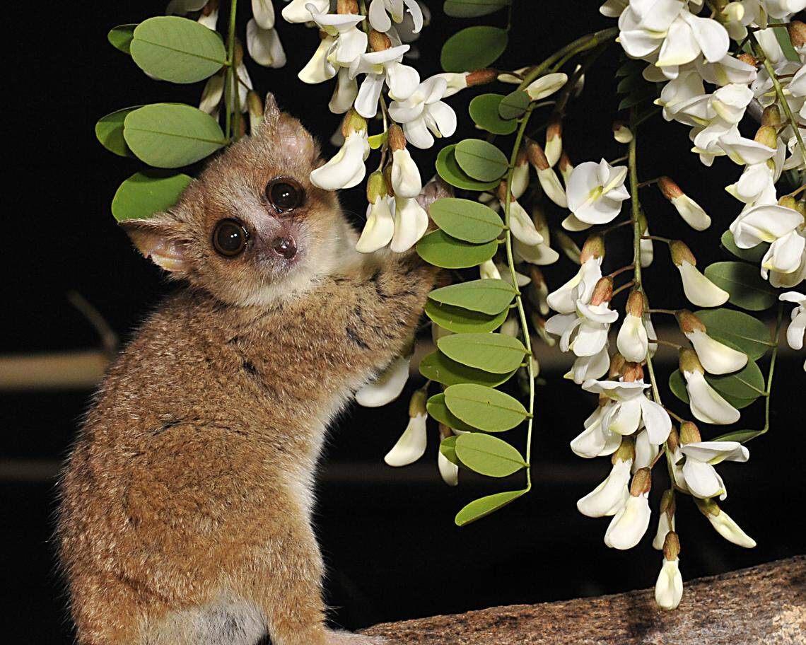 Pipkin, a mouse lemur at the Duke Lemur Center, is pictured in this undated file photo.