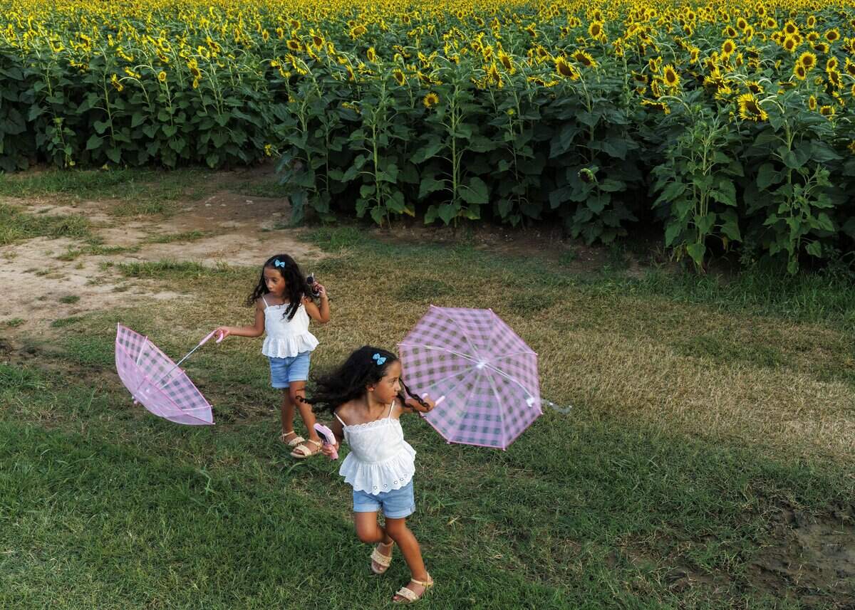 Visitors admired the blooming sunflowers at the Dix Park Sunflower Field on Thursday, July 16, 2026, in Raleigh.