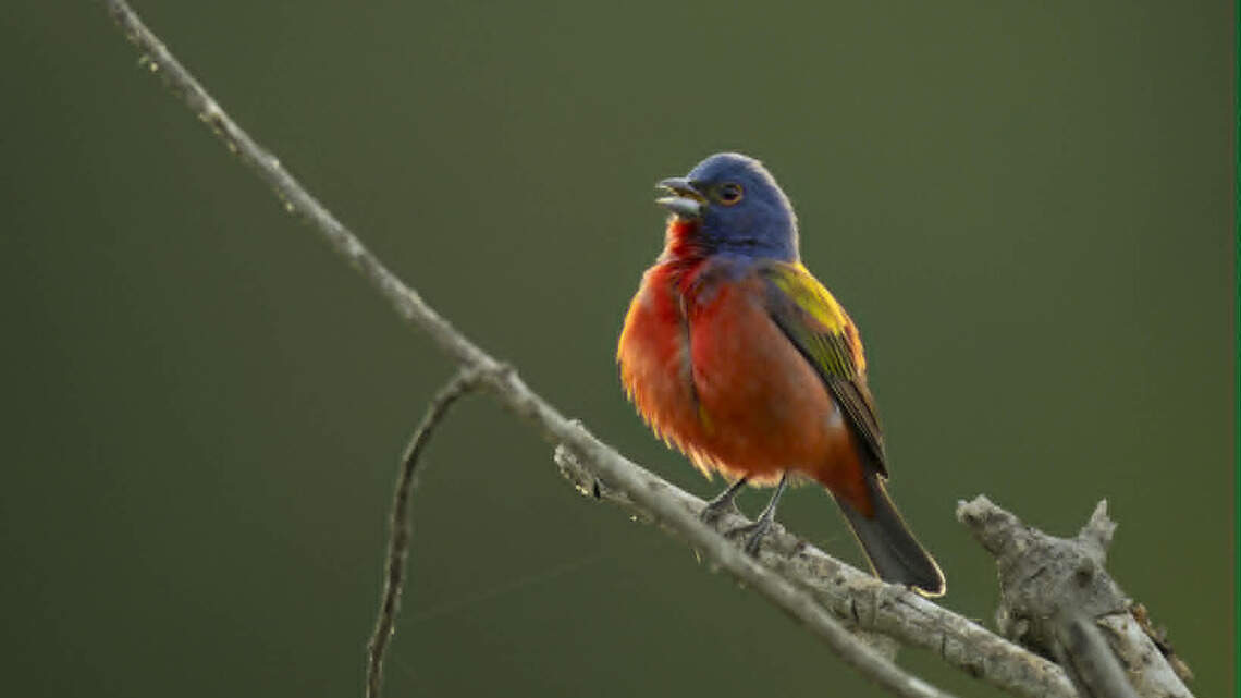 The ‘rock star’ of birds is back at Dix Park, and fans are flocking there