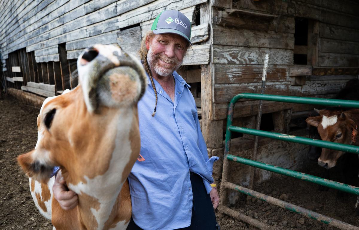 Randy Lewis gives one of his cows a scratch at Ran-Lew Dairy Farm in Snow Camp, N.C. on Friday, June 16, 2023. Lewis spent 26 days in the hospital after being attacked by a black Angus bull on his farm last month. He returned home to Ran-Lew Dairy on June 2, where he has continued his recovery.