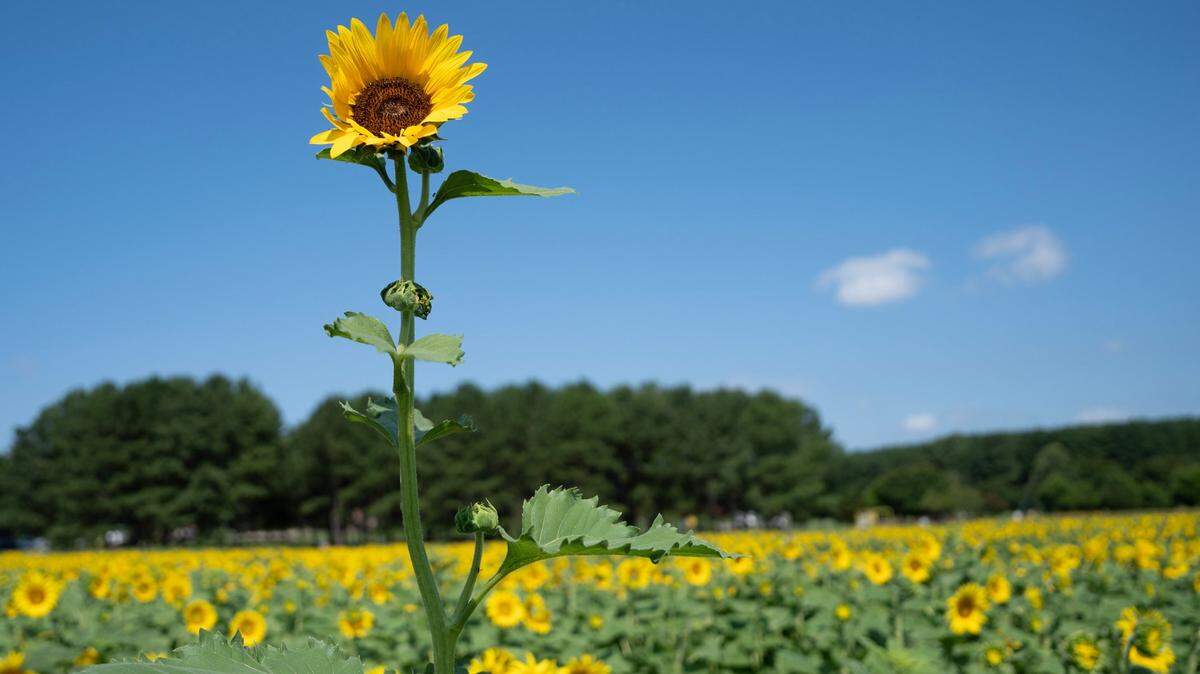An overachieving sunflower rises above its companions at Dix Park in Raleigh, N.C. on Monday, July 14, 2025.