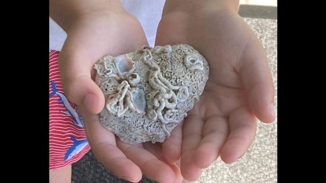 This oyster shell went through an odd transformation in the waters off North Carolina.