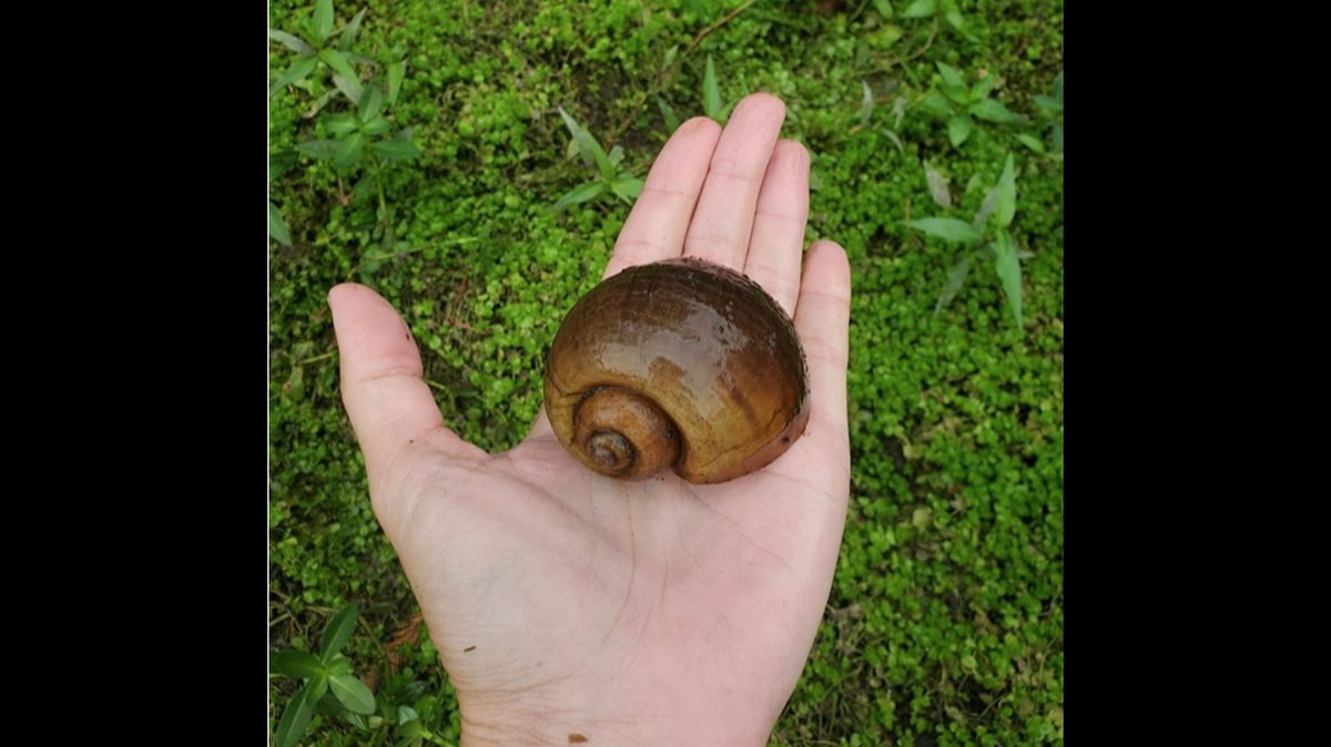 Native to South America, apple snails pose human health risks. Adults carry rat lungworm, which can infect humans if eaten raw or under cooked, the N.C. Wildlife Resources Commission says.