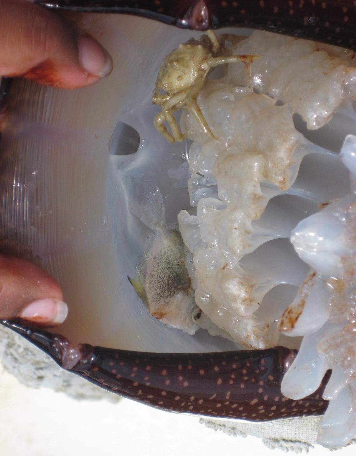 A crab and a fish found hiding inside of a jellyfish.