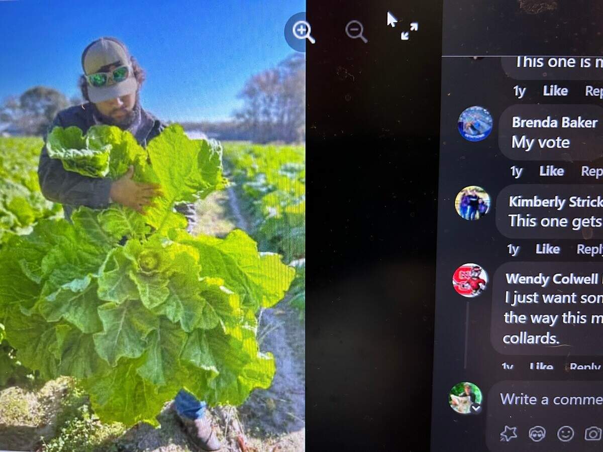 Raves for the Daniels Farms entry for Sexiest NC Collard Farmer in 2023.