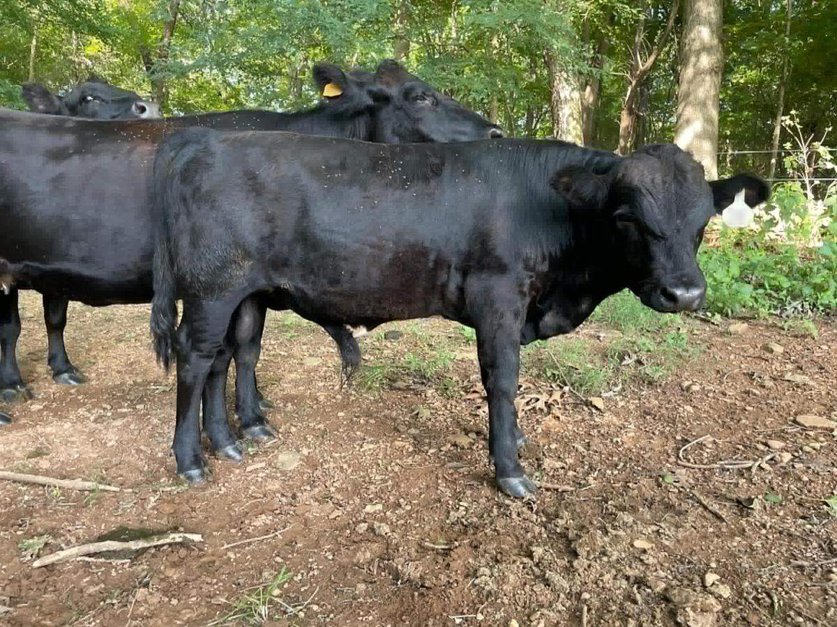 Roger, a 400-pound bull, is called friend, but skittish by his owner.