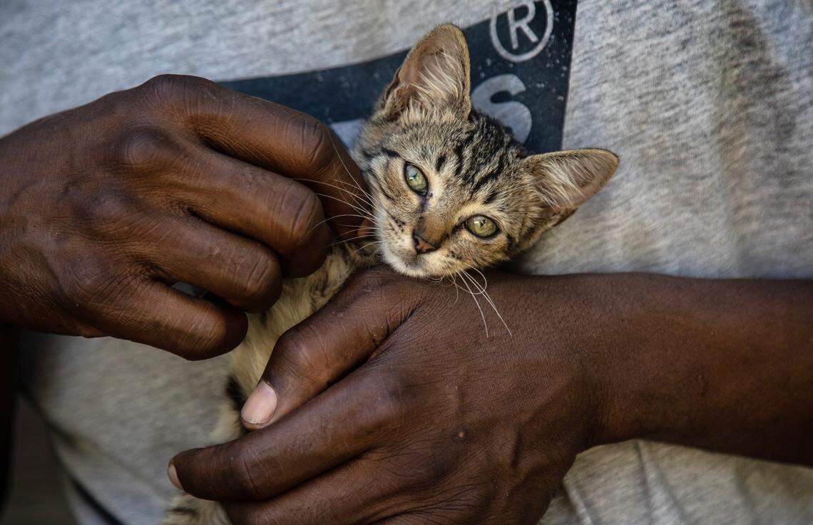 Robert Simmons Jr. holds his kitten ‘Survivor’ at his home in New Bern Tuesday, Sept 18, 2018. A photograph of Simmons and Survivor, in a flooded New Bern, NC, neighborhood, went viral during Hurricane Florence.
