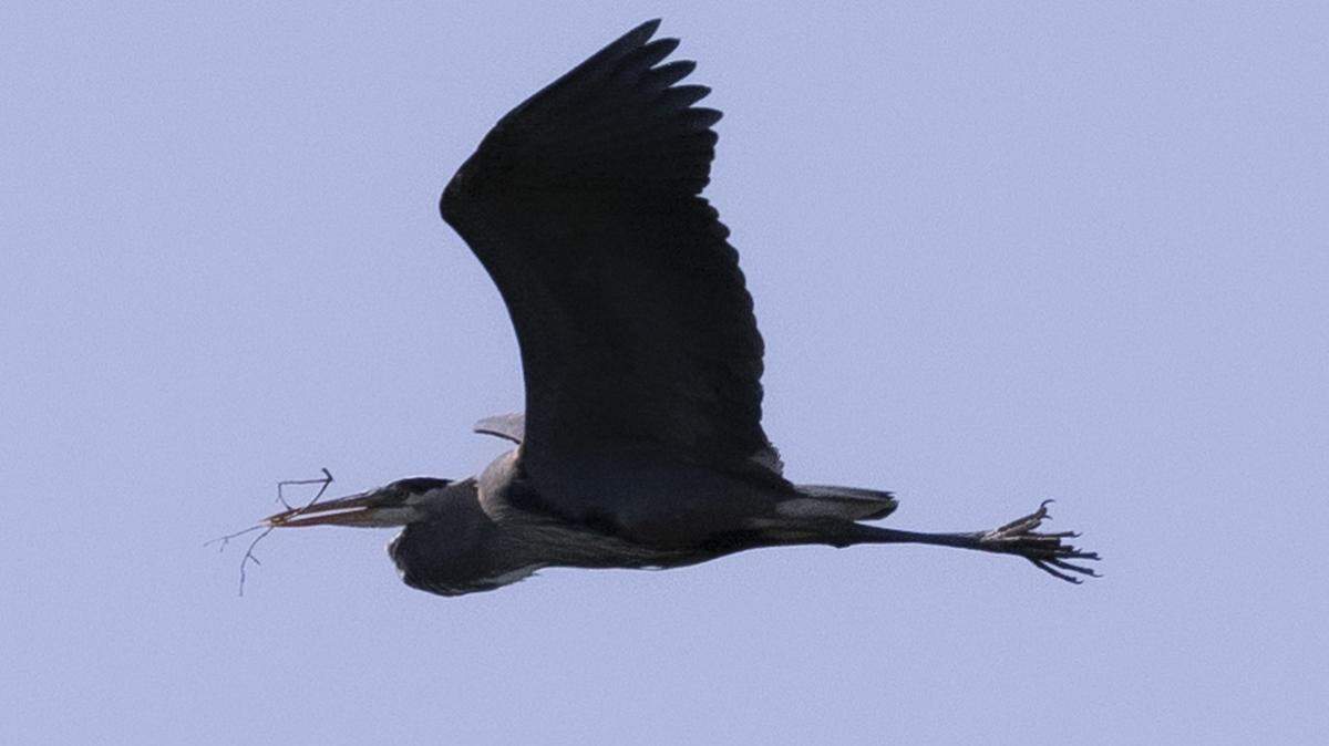 A Great Blue Heron flies with a twig in its beak over a beaver pond on Ellerbee Creek in Durham Wednesday, April 19, 2023.