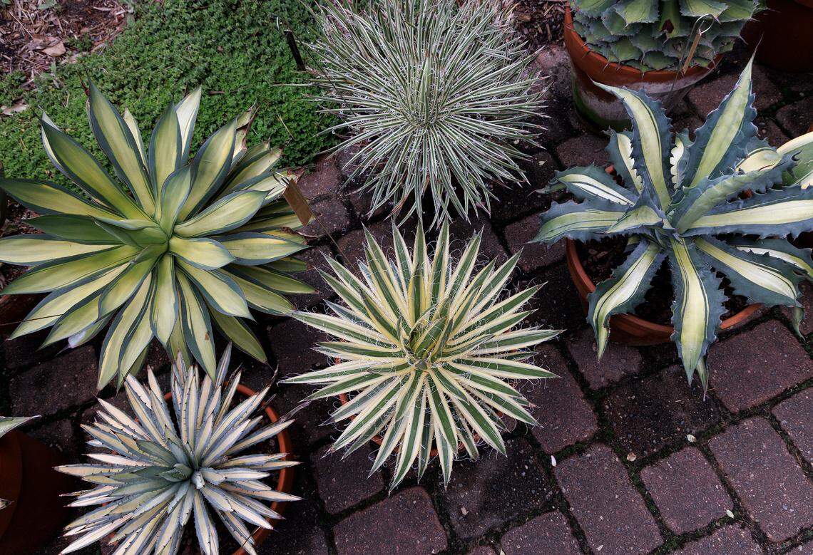 Plants line a path through Juniper Level Botanic Garden in Raleigh, N.C. on Thursday, May 9, 2024.