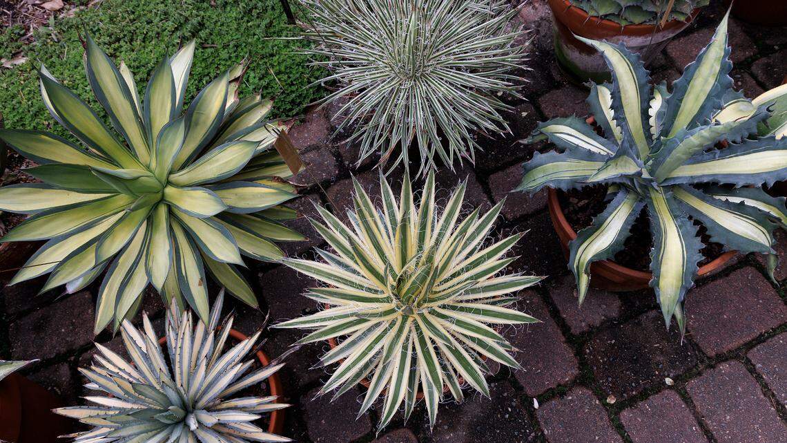 Plants line a path through Juniper Level Botanic Garden in Raleigh, N.C. on Thursday, May 9, 2024.