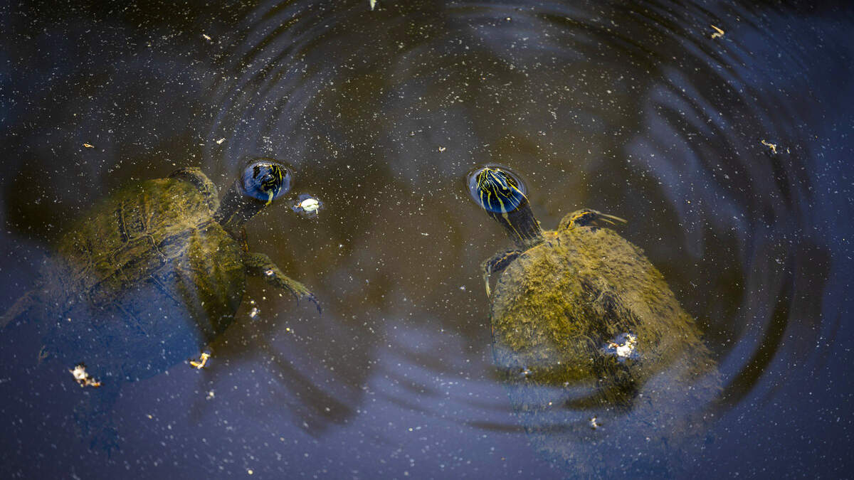 A pair of yellow-bellied slider turtles swim beneath a film of pollen on the water’s surface along a boardwalk on the Crabtree Creek Trail in Raleigh on Monday, March 23, 2026. Pollen from trees including pine, birch, oak and maple was very high Monday, according to the North Carolina Department of Environmental Quality.