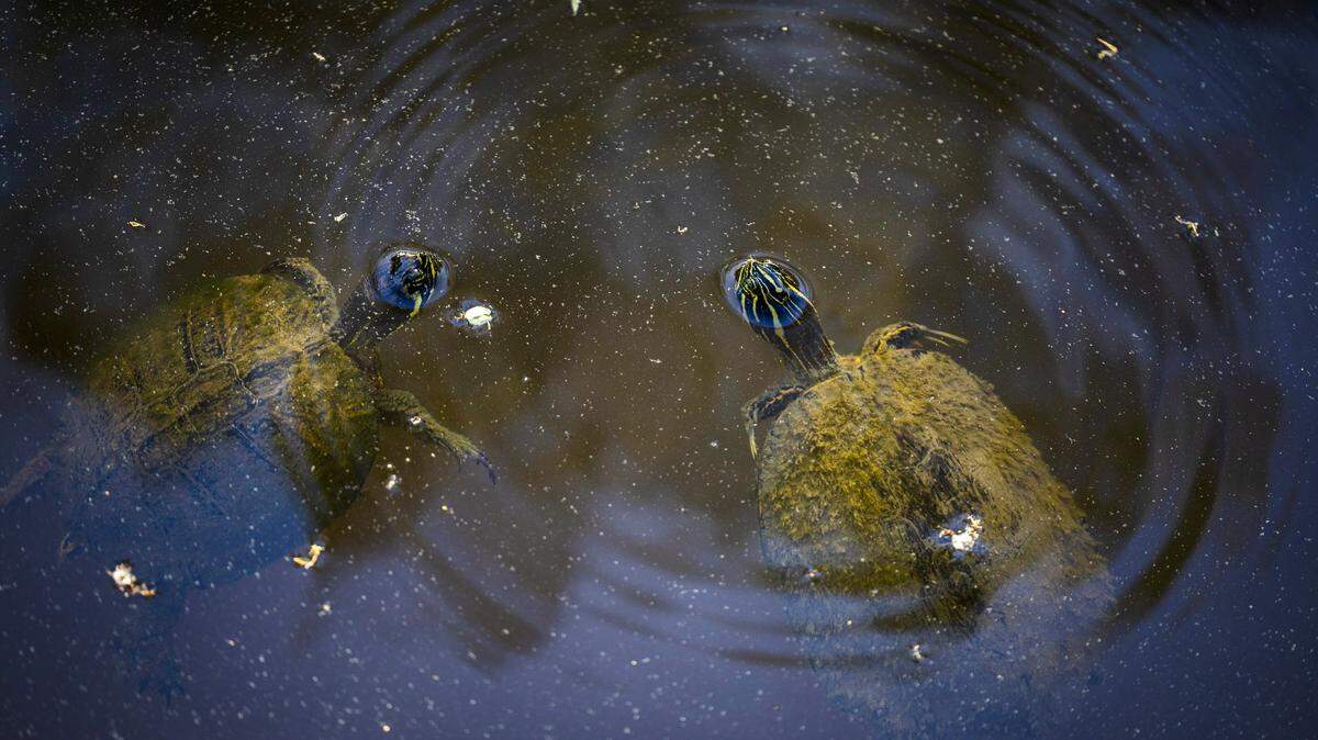 A pair of yellow-bellied slider turtles swim beneath a film of pollen on the water’s surface along a boardwalk on the Crabtree Creek Trail in Raleigh on Monday, March 23, 2026. Pollen from trees including pine, birch, oak and maple was very high Monday, according to the North Carolina Department of Environmental Quality.