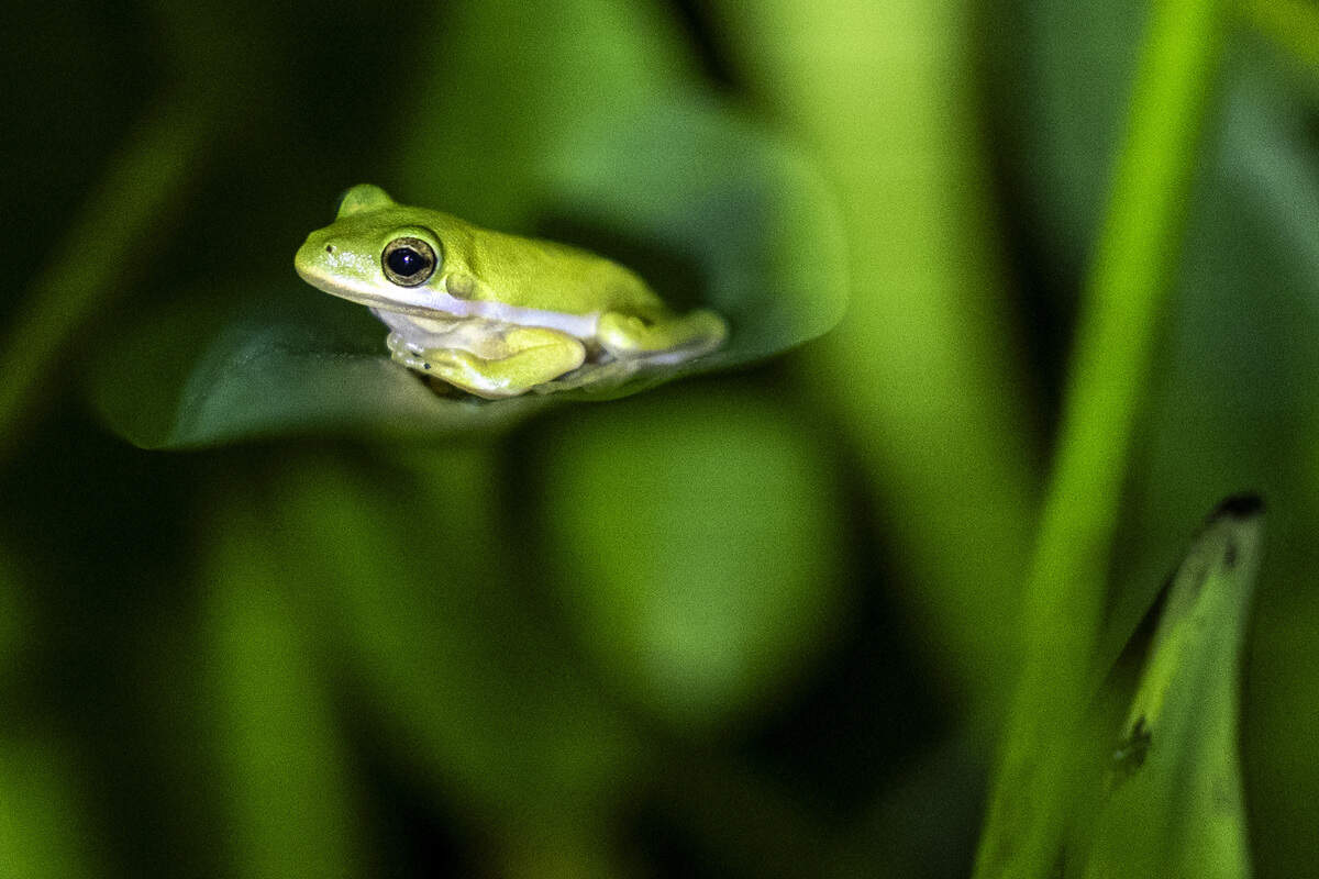 A green tree frog sits among vegetation Tuesday, June 30, 2026, at Downtown Cary Park in Cary.