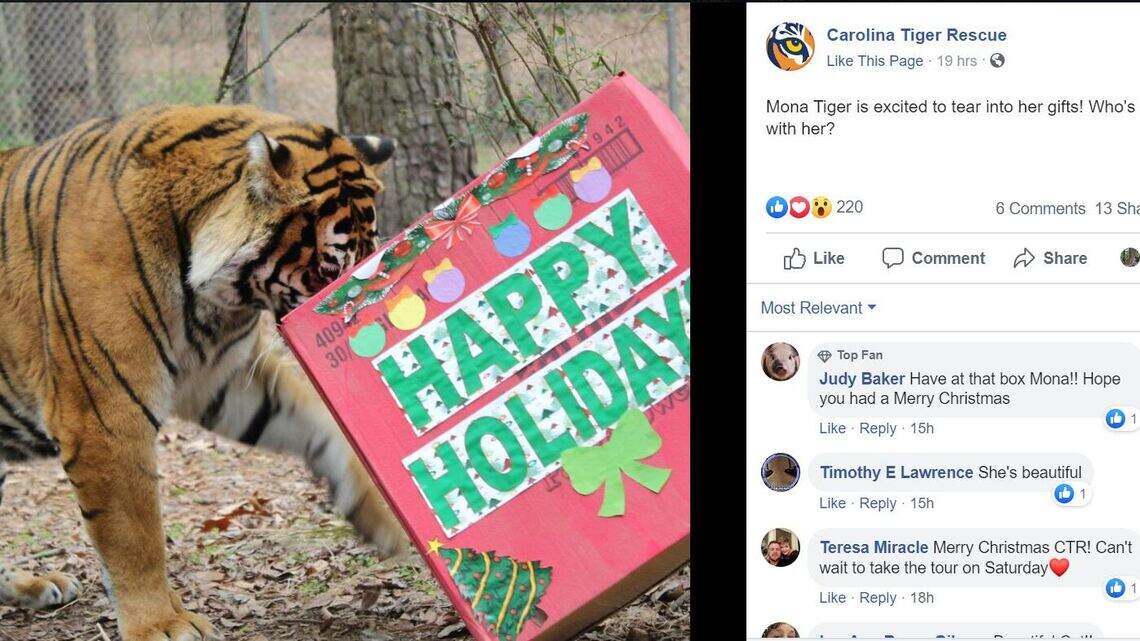 Your Christmas tree could be the perfect present for a tiger in North Carolina