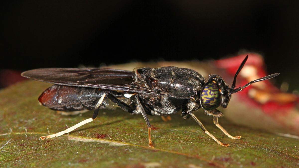“Black Soldier Fly - Hermetia illucens, National Arboretum, Washington, D.C.”