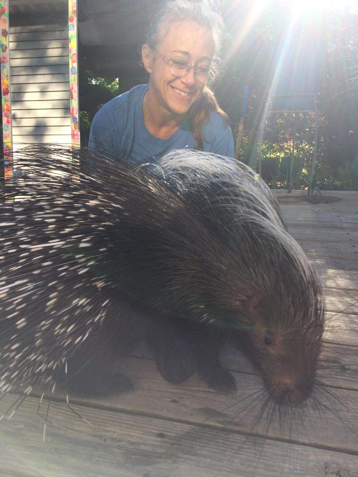 Christie Grafford and Thistle, the porcupine who won her heart at an exotic pet show in Raleigh.