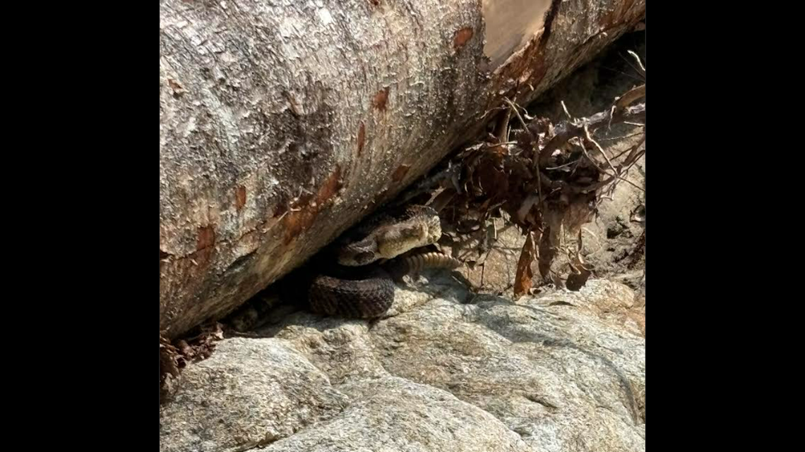Zain Shah remembered to take a photo of the snake to help doctors identify the venom more easily.