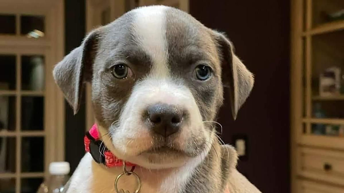 Miss Percy, a 10-week-old puppy, was stolen from a fundraising event on Sunday, according to Pawfect Match Rescue and Rehabilitation.