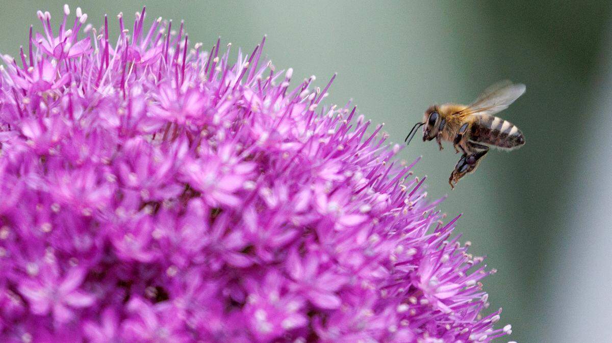 The use of toxic insecticides in gardens can harm pollinators.